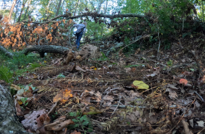 Abandoned Road off Tick Ridge Road: Simcoe Ghost